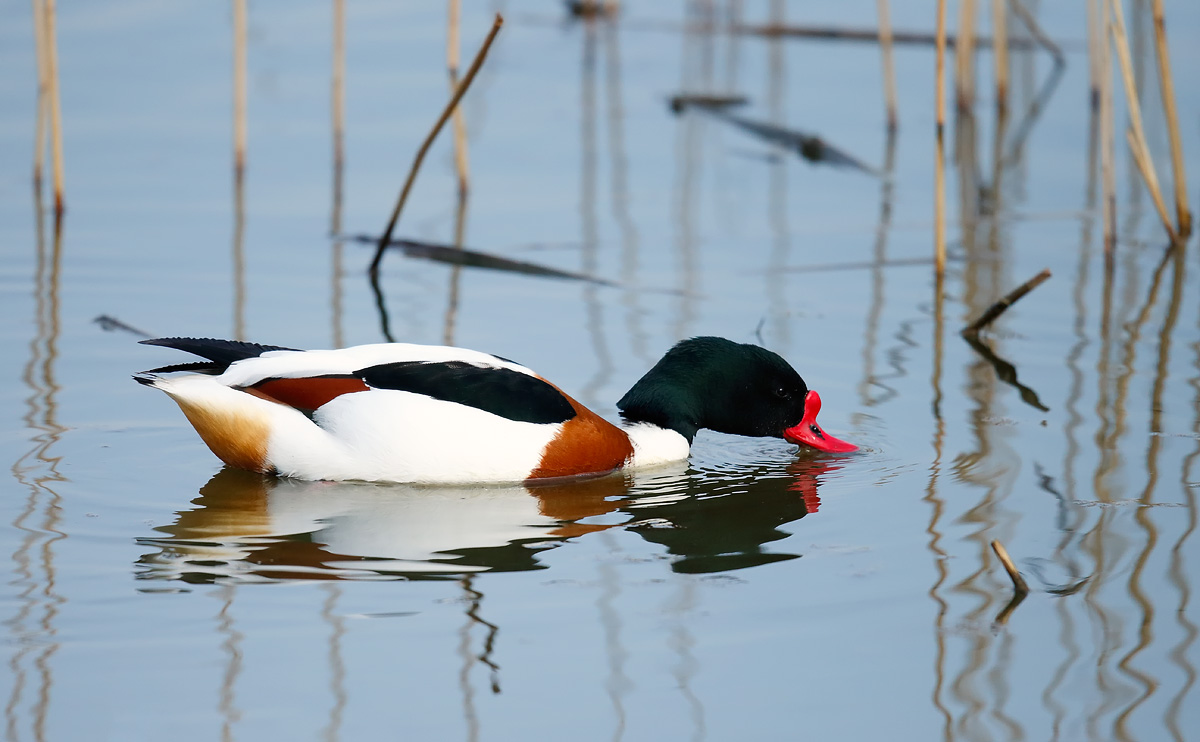 Shelduck_J4X8699
