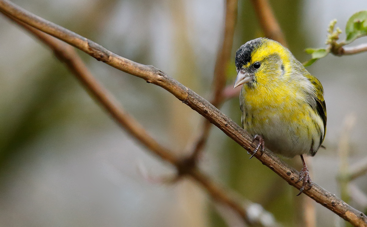 Siskin_J4X7879