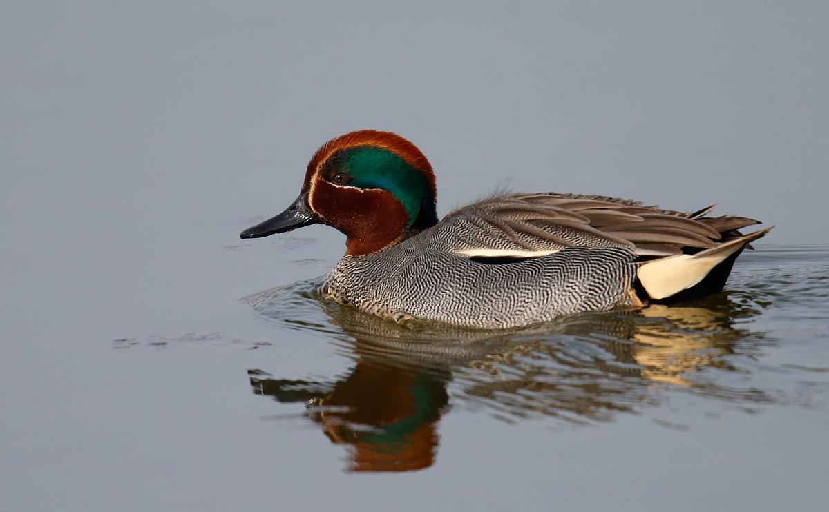 Teal_J4X8623