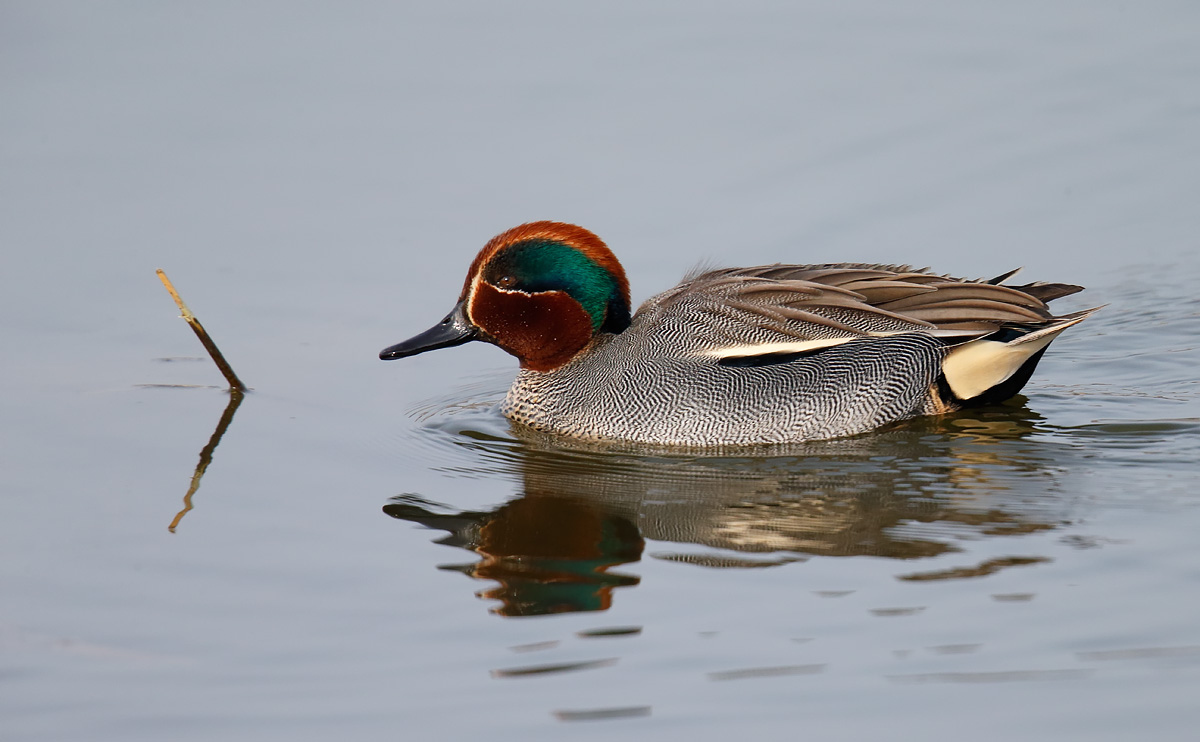 Teal_J4X8632