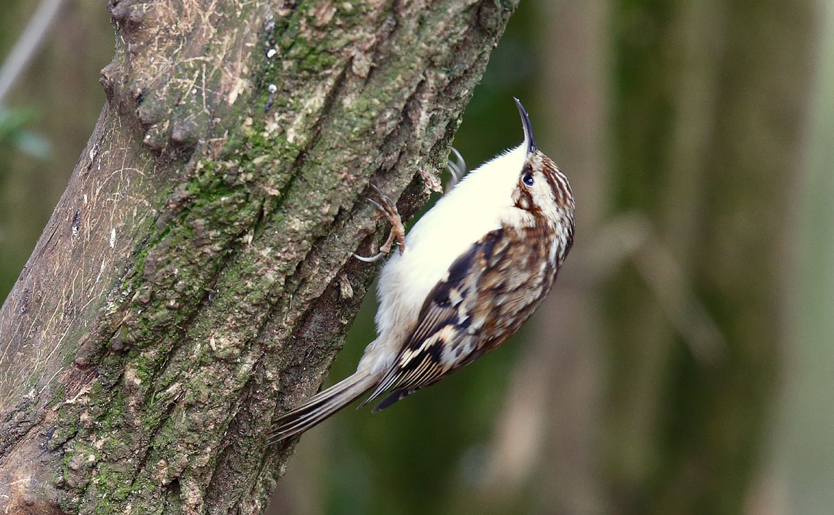 Tree Creeper_J4X8053