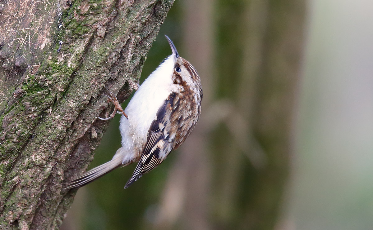 Tree Creeper_J4X8061