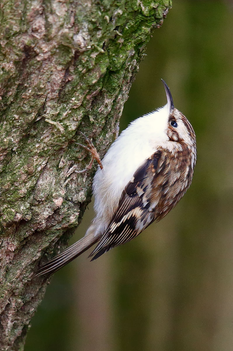 Tree Creeper_J4X8072