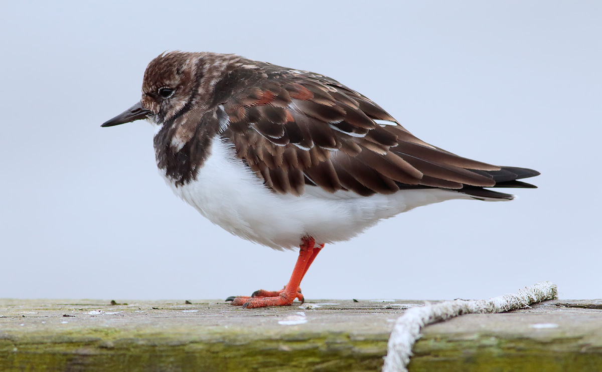 Turnstone_S1Q2352