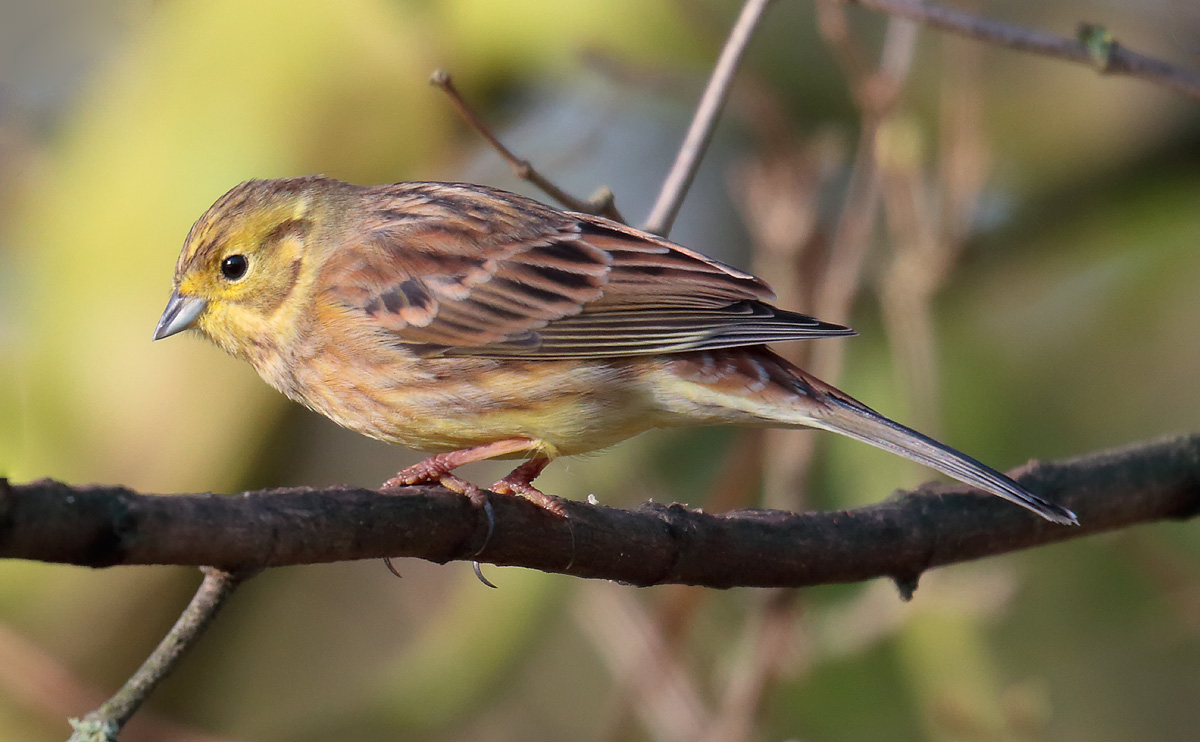 Yellowhammer female_S1Q2880