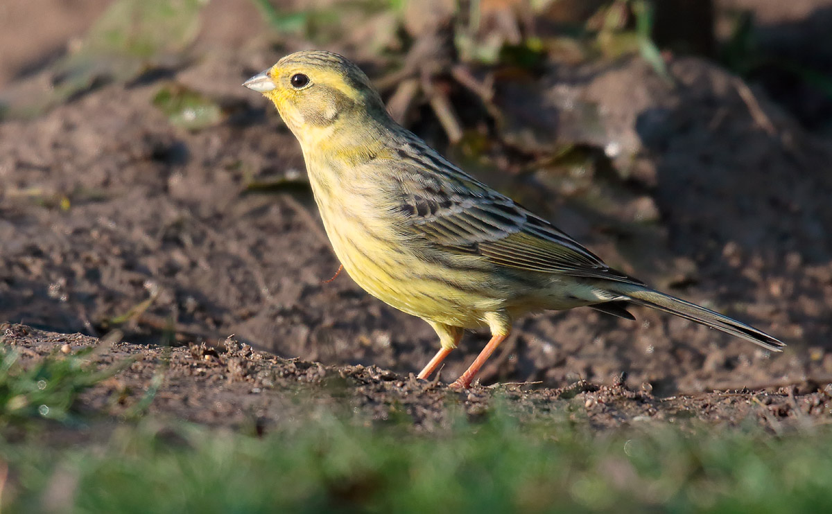 Yellowhammer female_S1Q2895