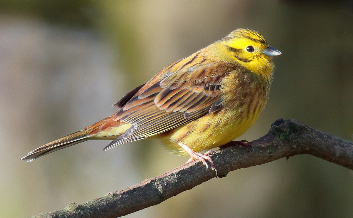 Yellowhammer male_S1Q2912