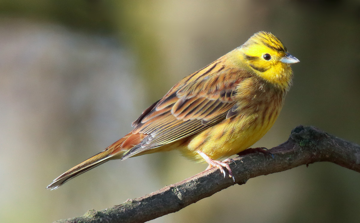 Yellowhammer male_S1Q2924