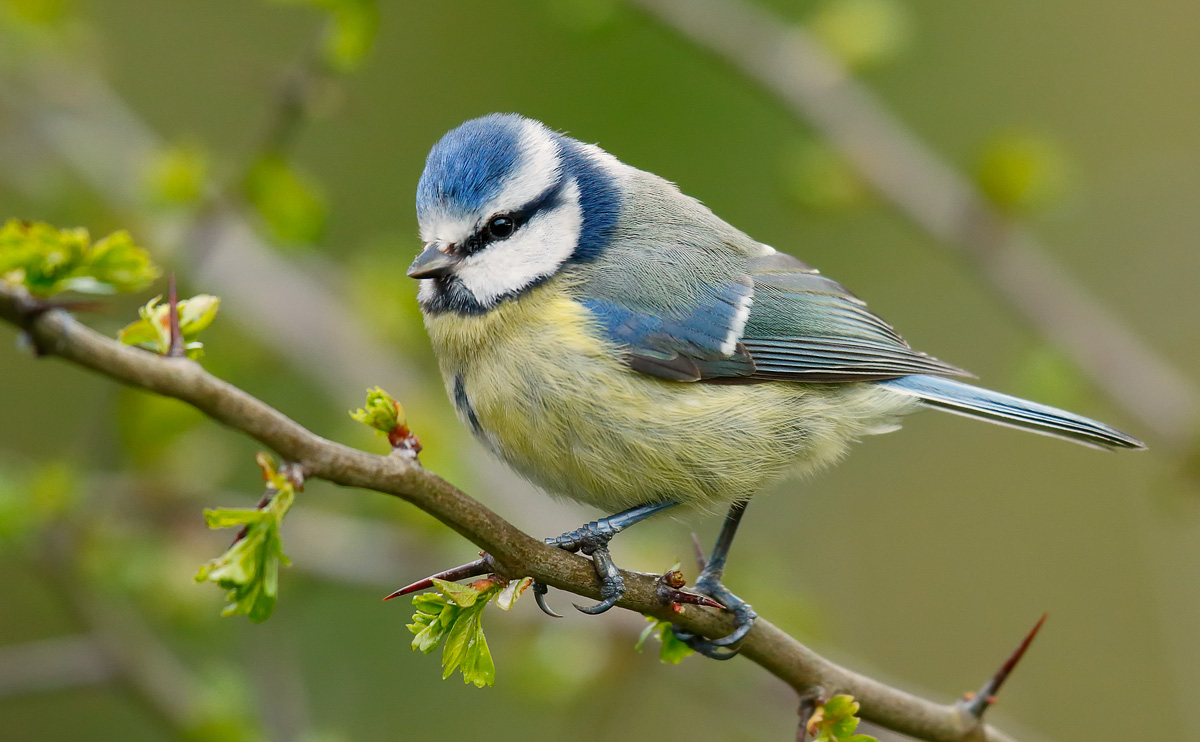 Blue Tit_J4X9532