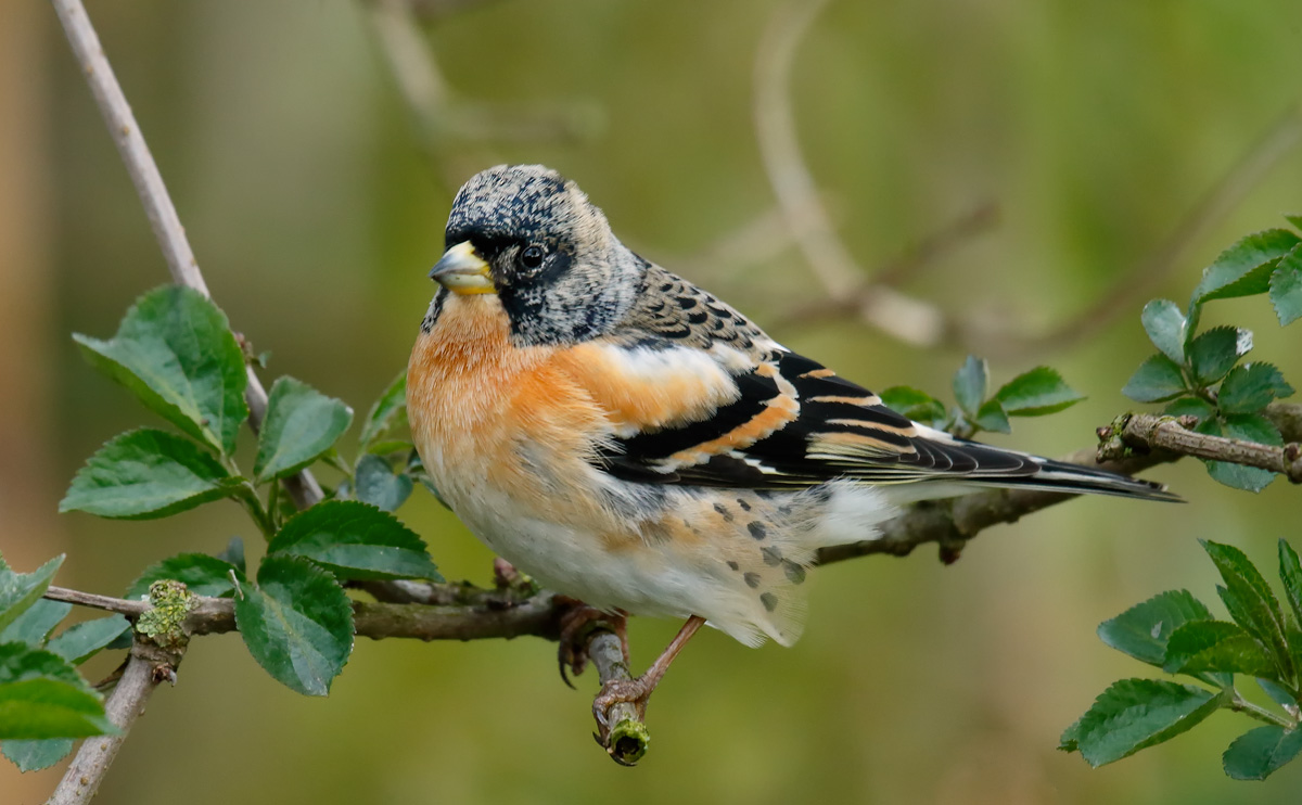 Brambling_J4X9445