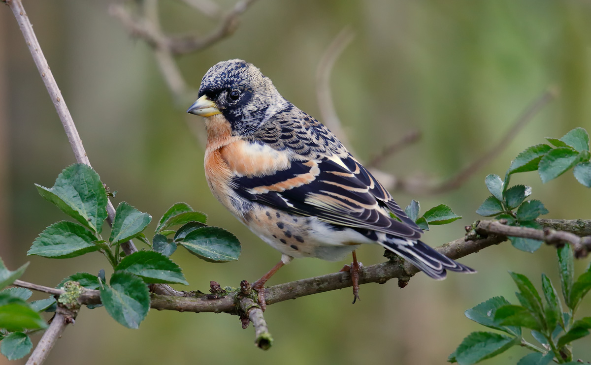 Brambling_J4X9470