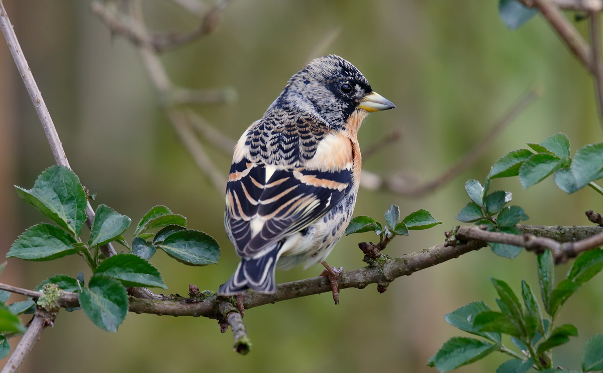 Brambling_J4X9472