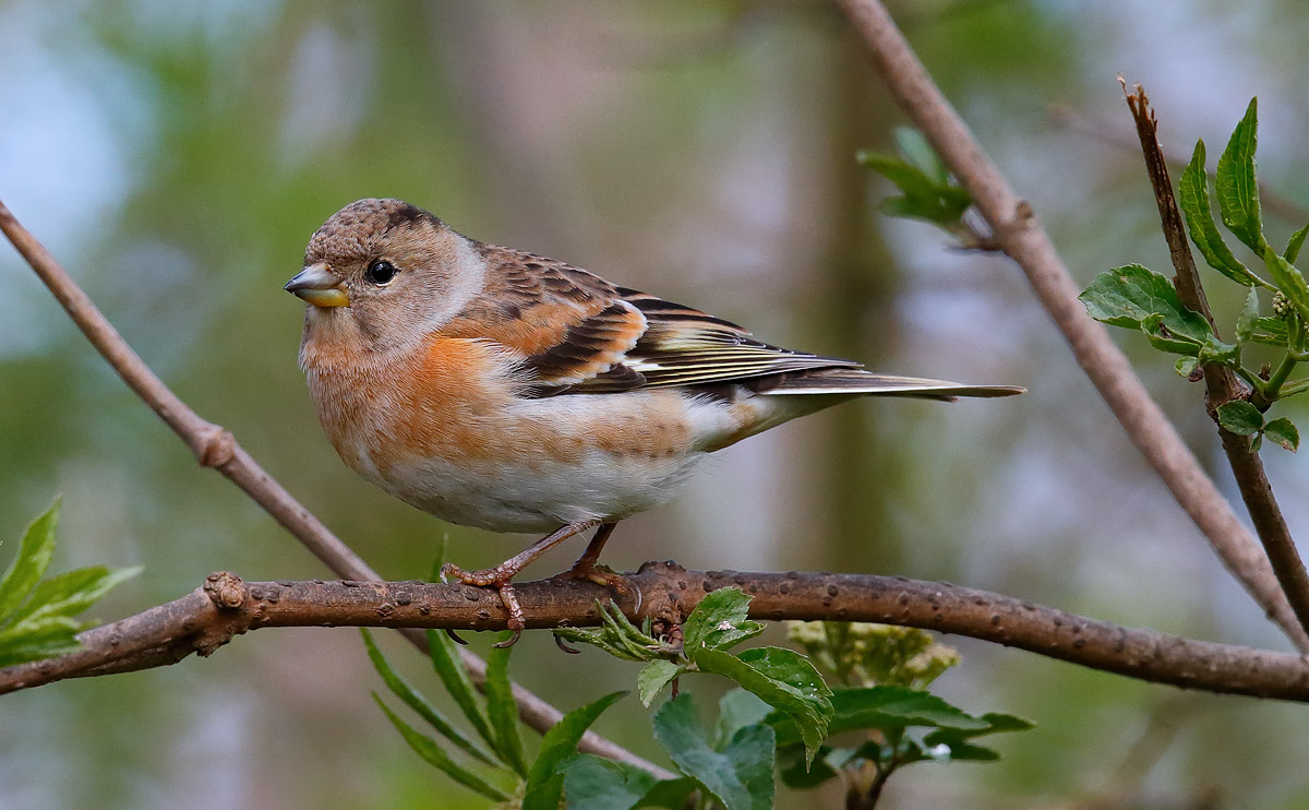 Brambling_J4X9820