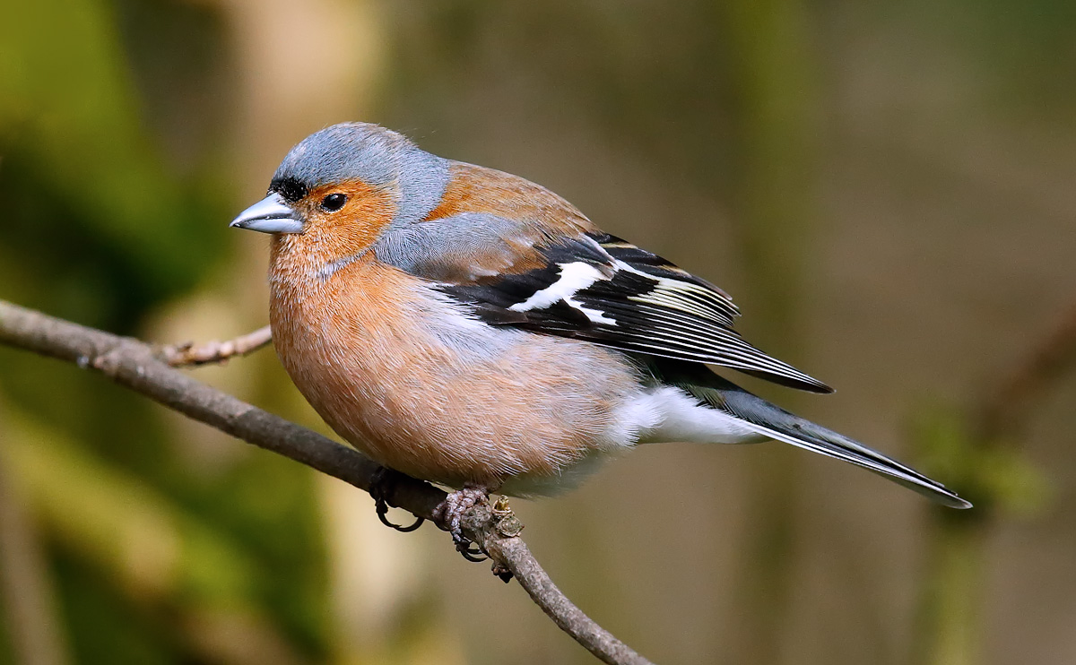 Chaffinch_J4X9768