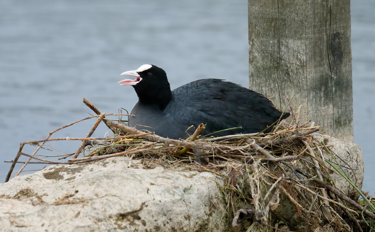 Coot_J4X0518