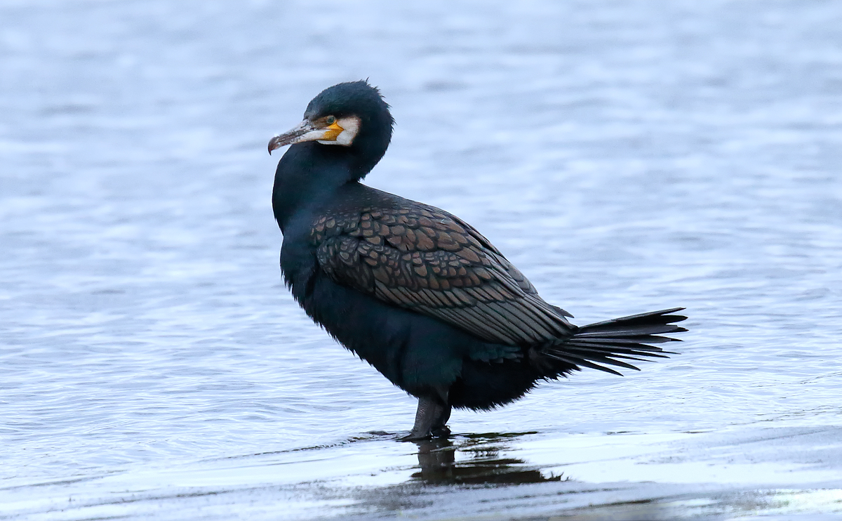 Cormorant_J4X0484
