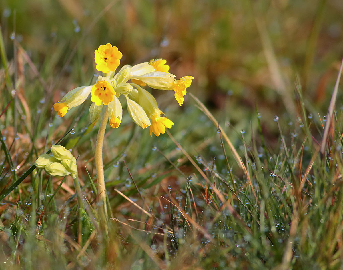 Cowslip_S1Q2985