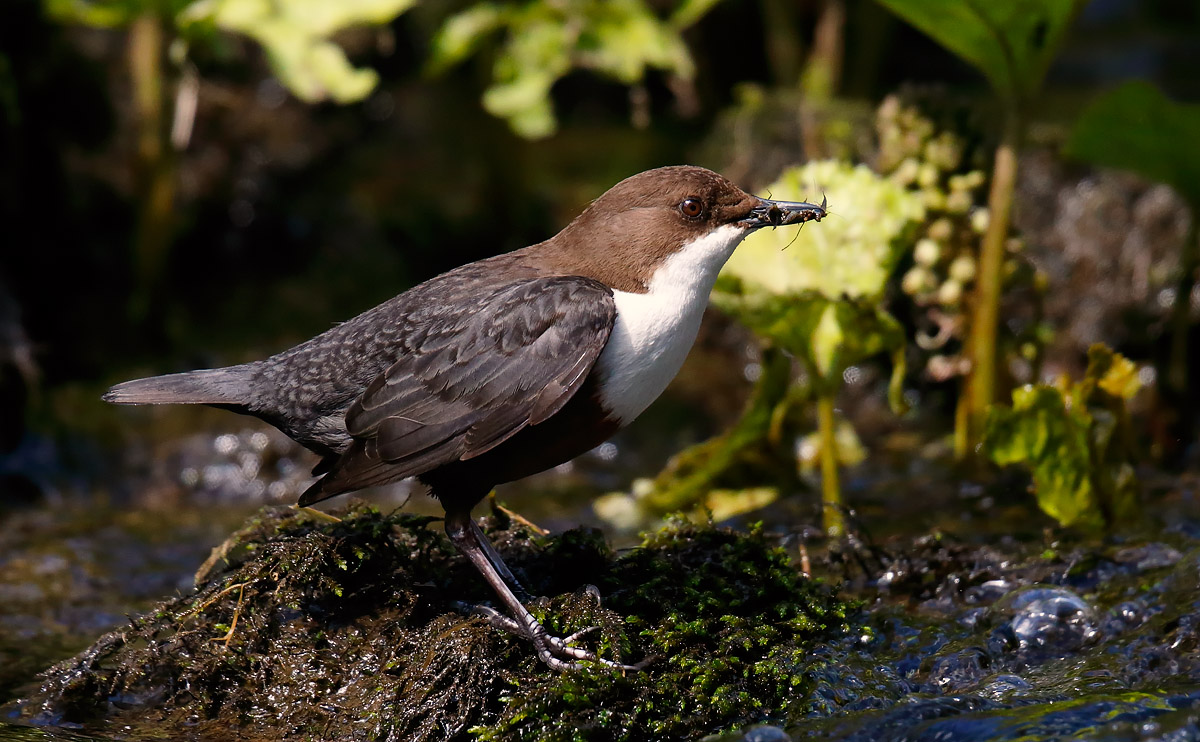 Dipper_J4X0316