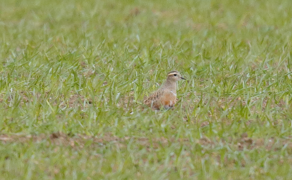 Dotterel_J4X0456