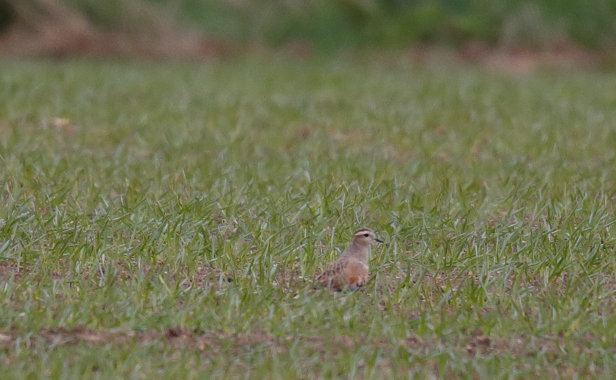 Dotterel_J4X0457