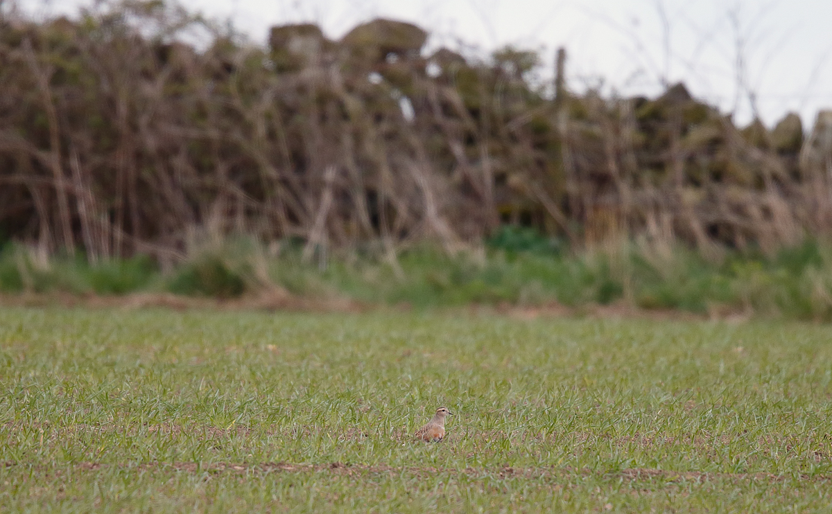 Dotterel_J4X0459