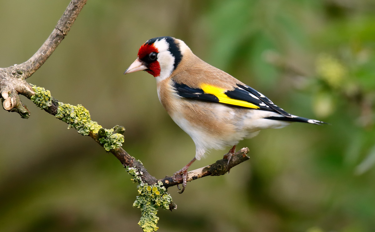 Goldfinch_J4X9321