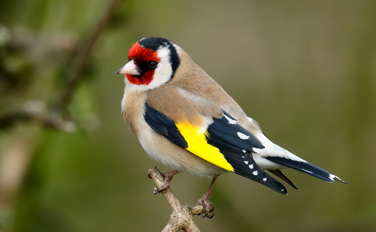 Goldfinch_J4X9696