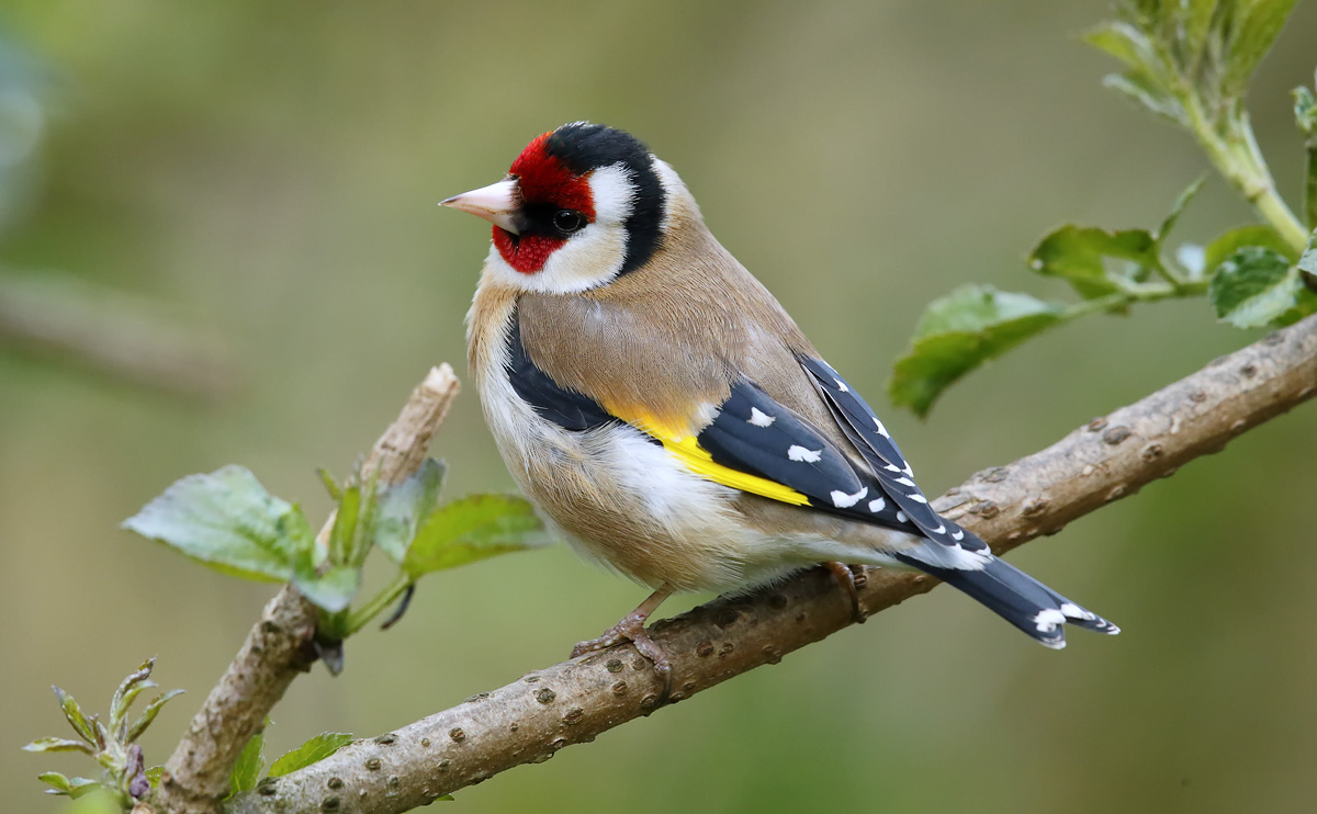 Goldfinch_J4X9743