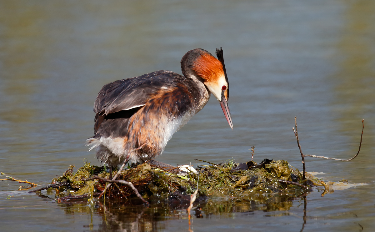 Great Crested Grebe_J4X0427