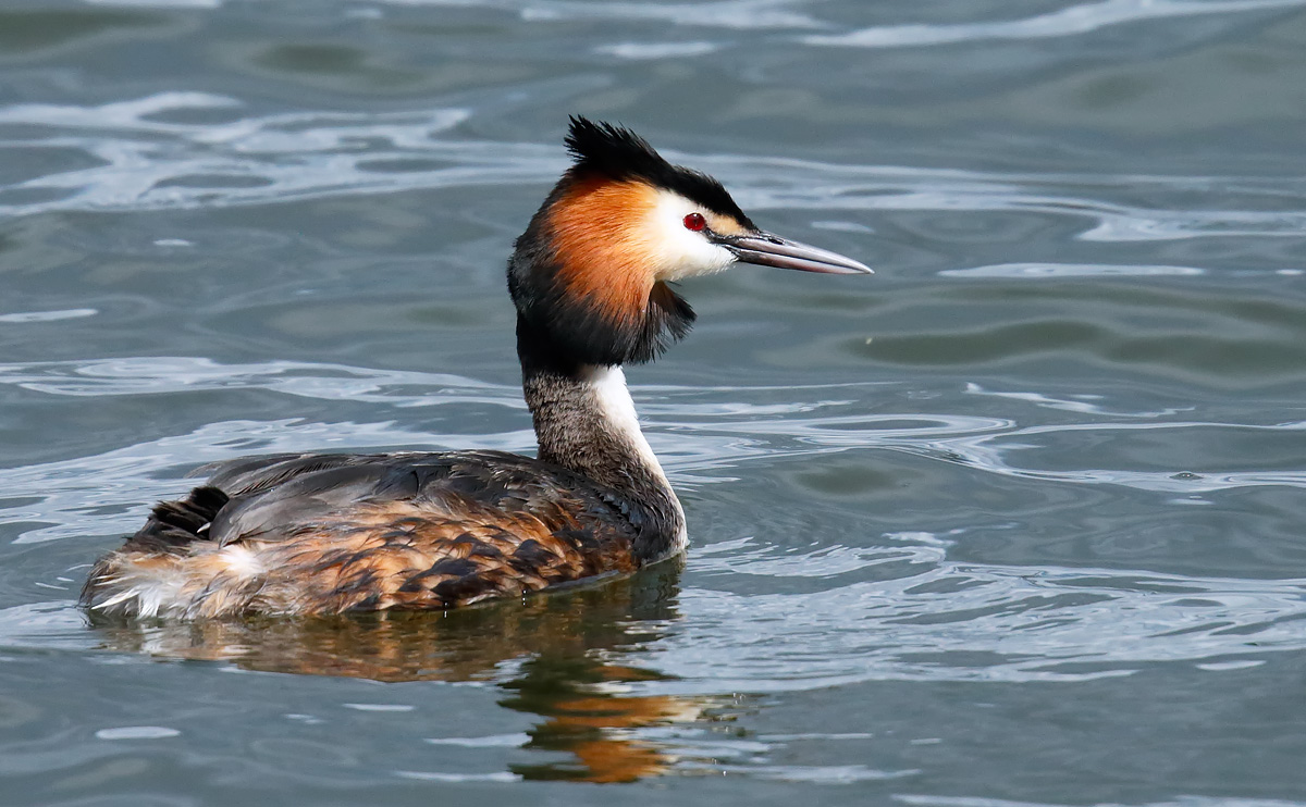 Great Crested Grebe_J4X9927