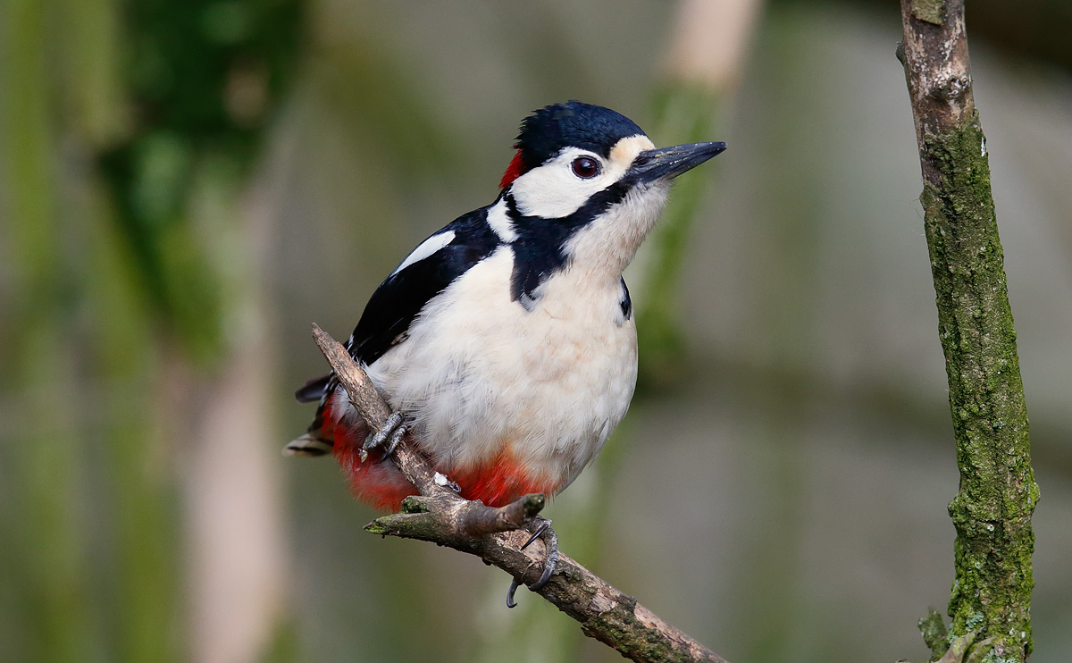 Great S Woodpecker_J4X9776