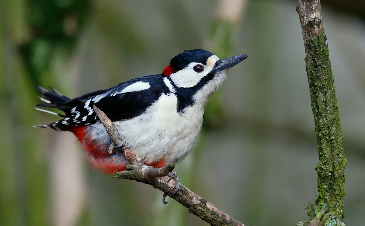Great S Woodpecker_J4X9781