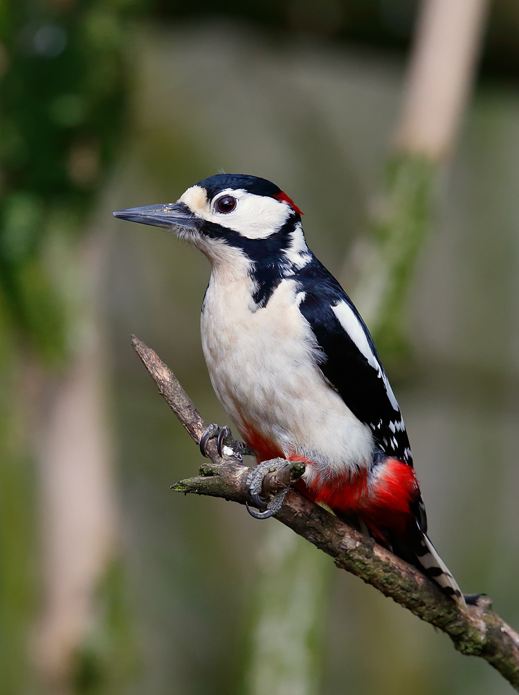 Great S Woodpecker_J4X9789