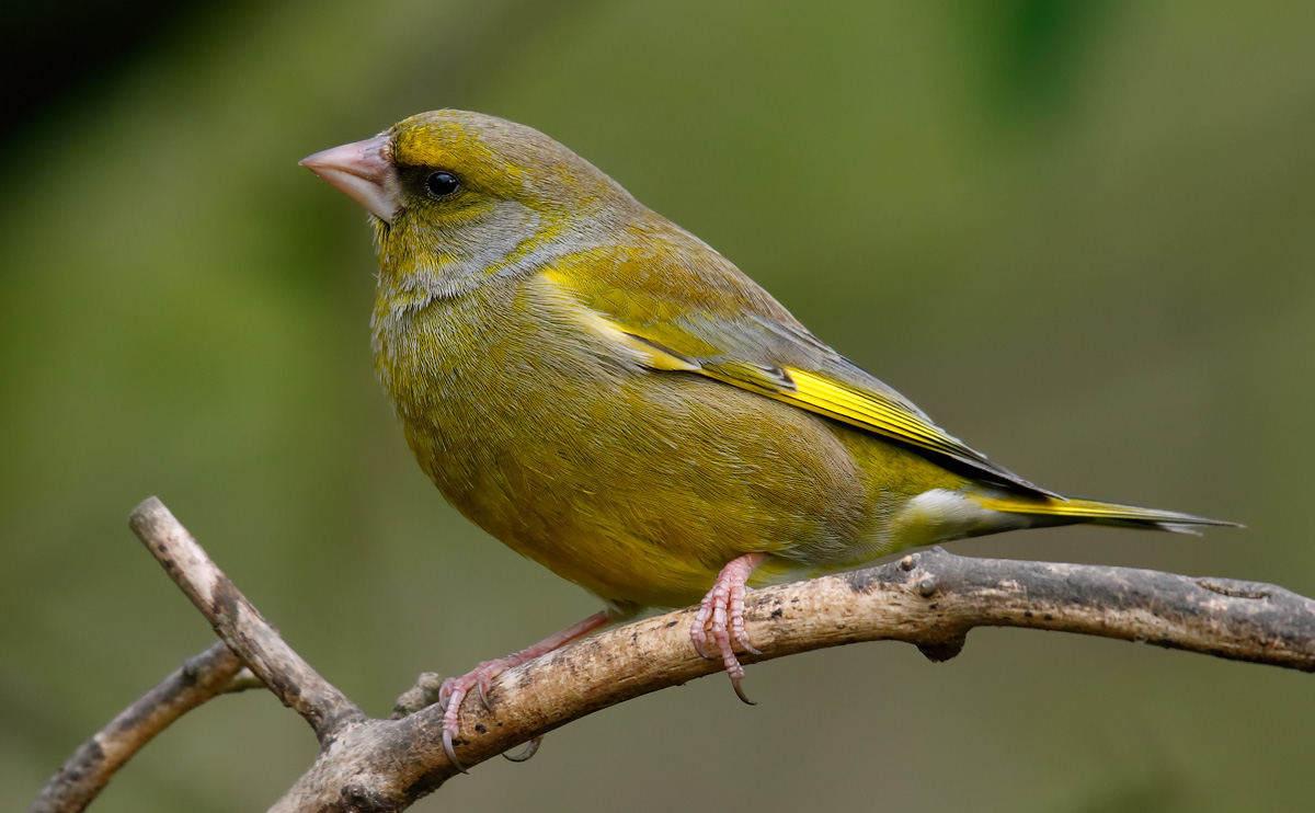 Greenfinch_J4X9489