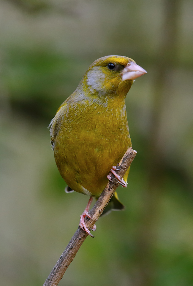 Greenfinch_J4X9503
