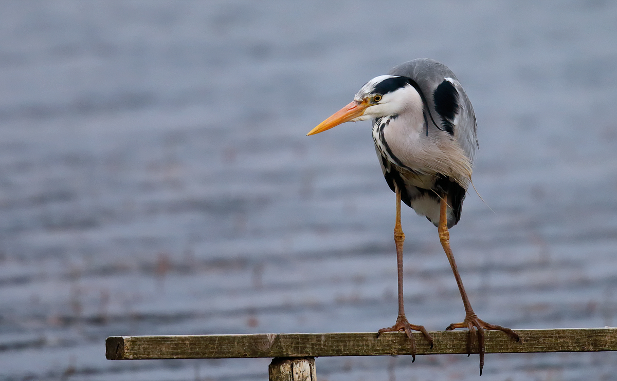 Grey Heron_J4X0504