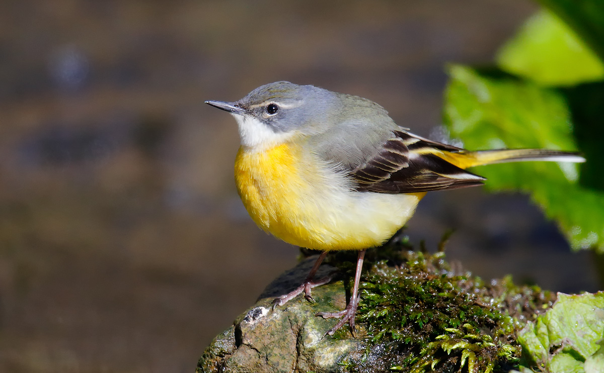 Grey Wagtail_J4X0080