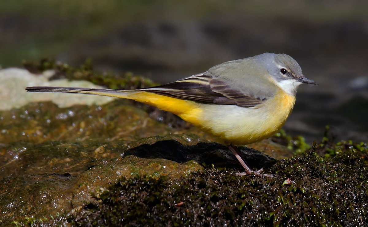 Grey Wagtail_J4X0224