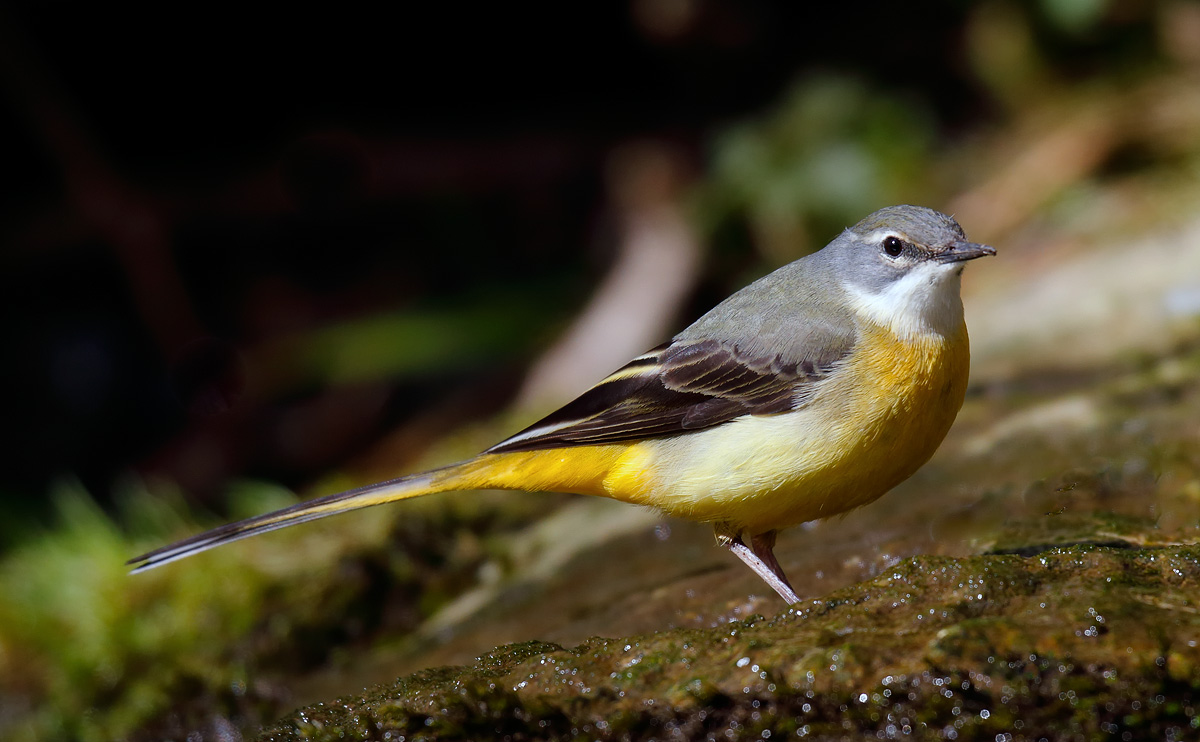 Grey Wagtail_J4X0269