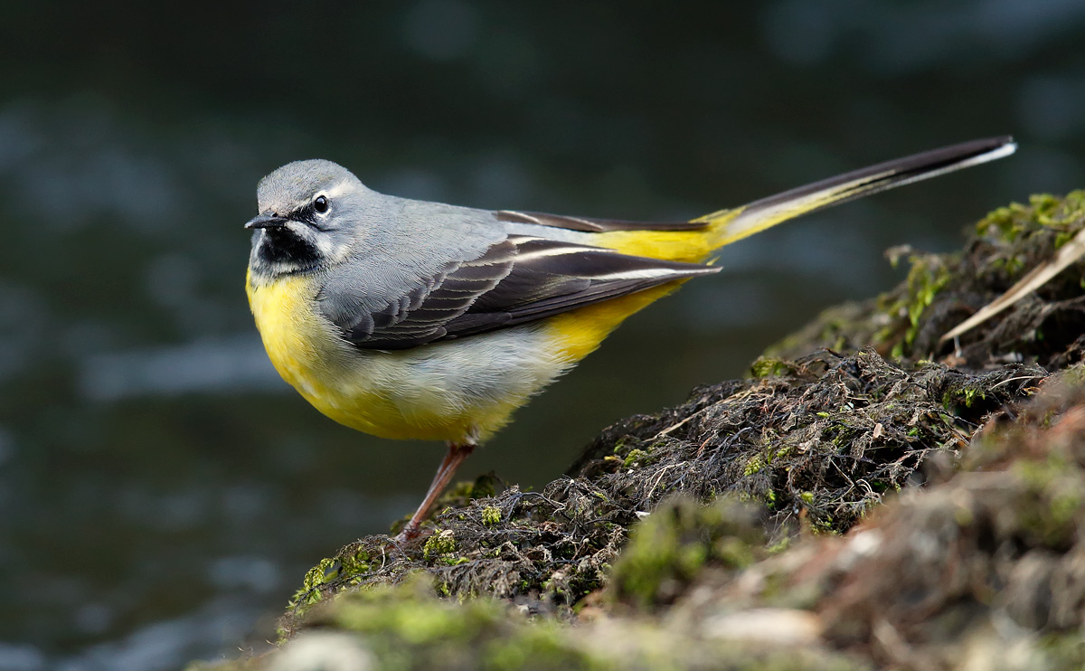 Grey Wagtail_J4X0358