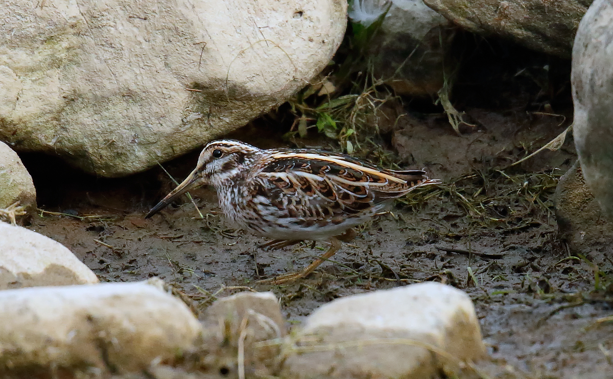 Jack Snipe_J4X0564