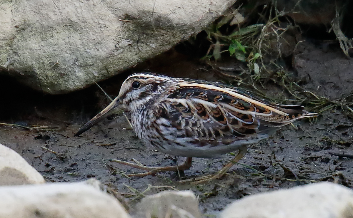 Jack Snipe_J4X0566