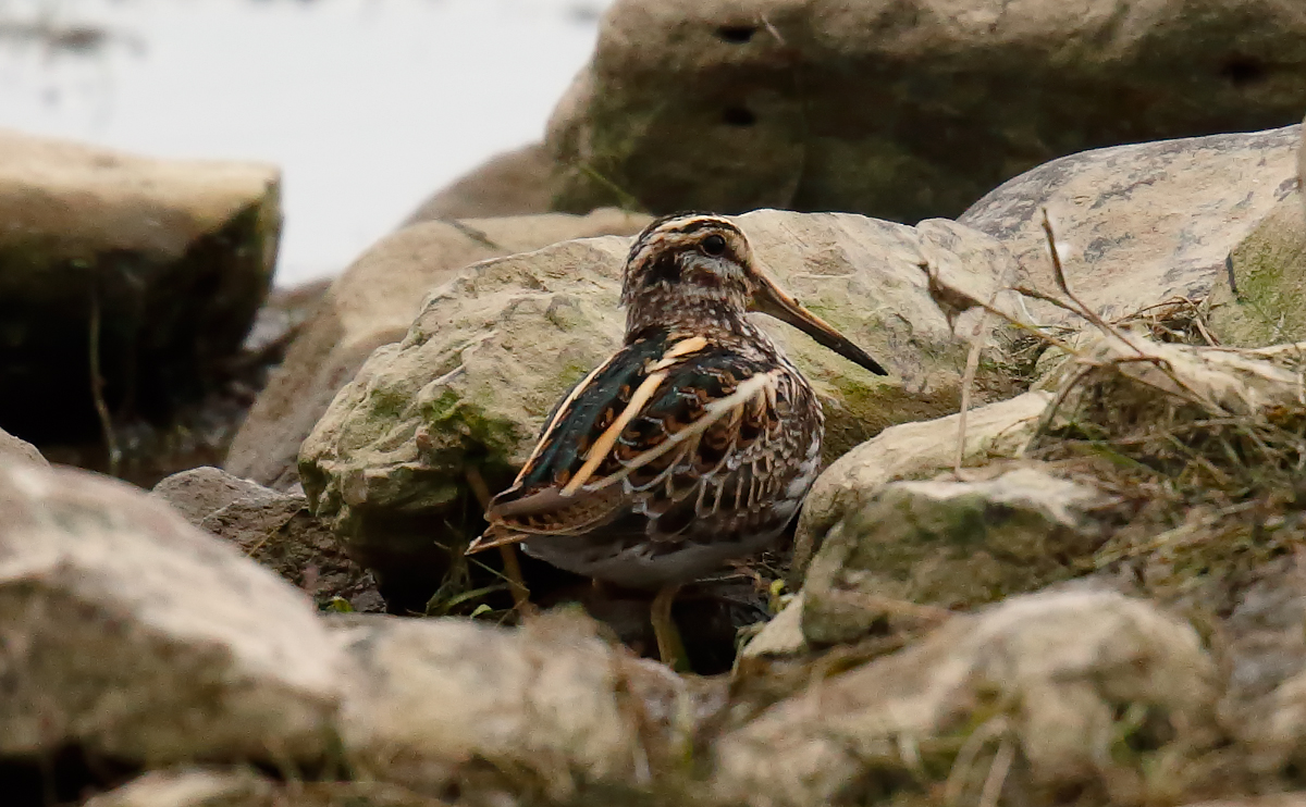 Jack Snipe_J4X0639