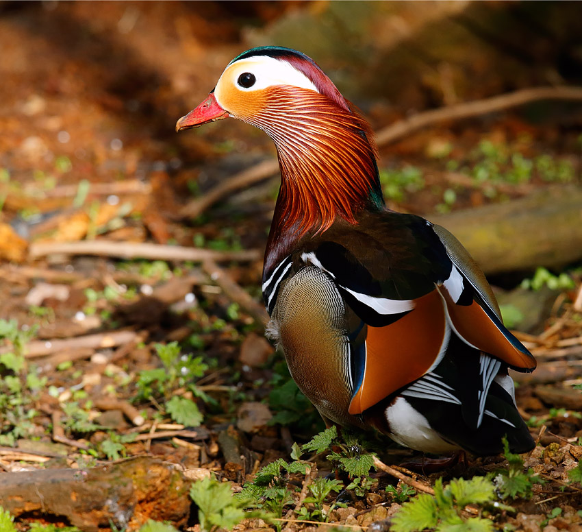 Mandarin_J4X9839