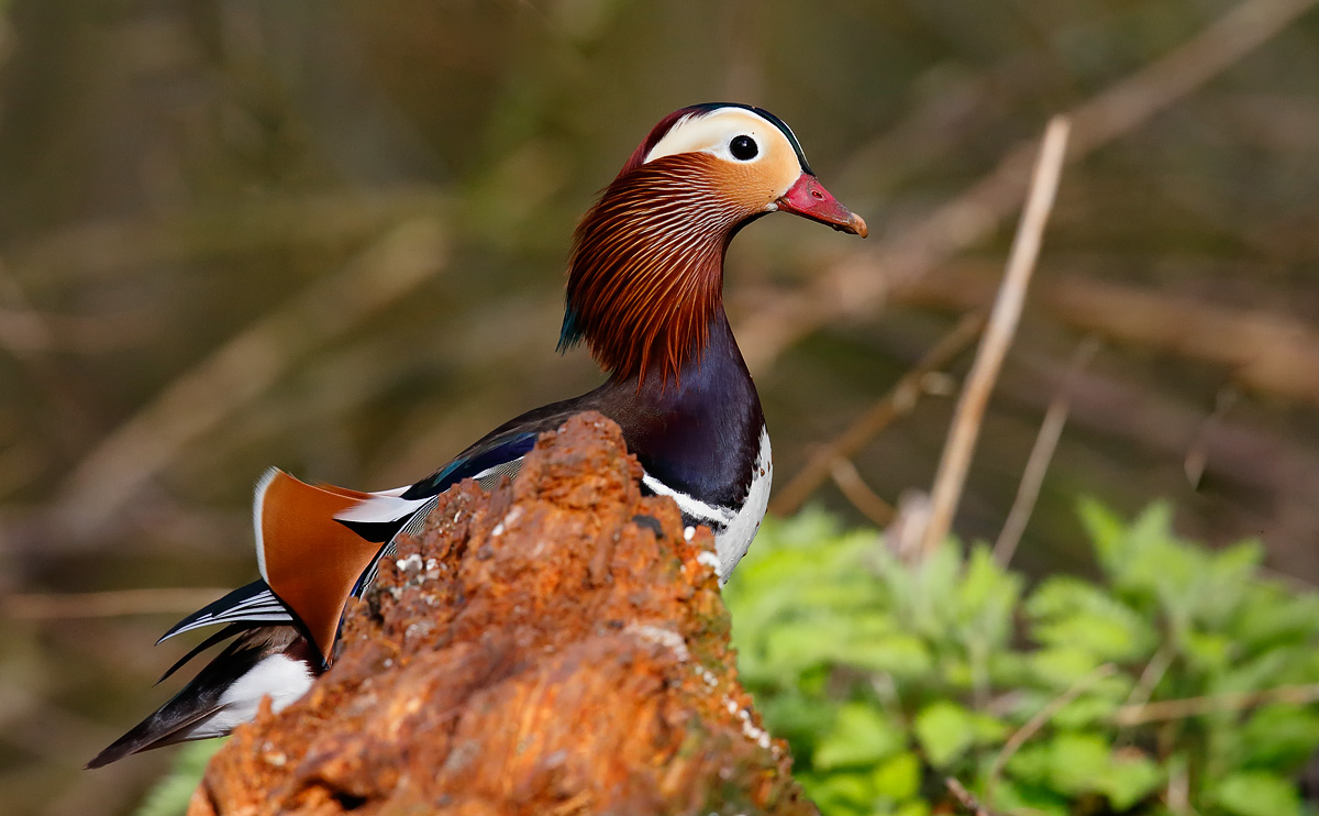 Mandarin_J4X9855