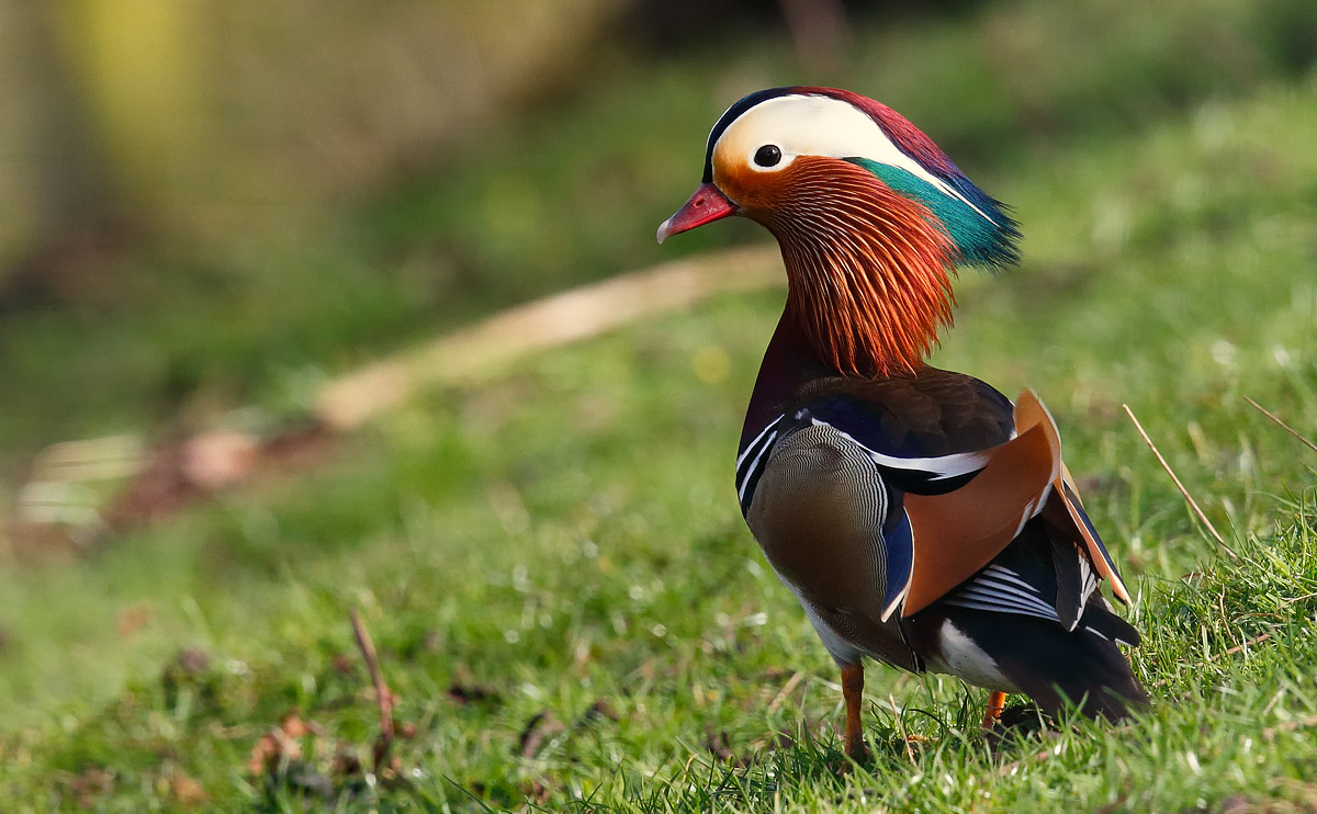 Mandarin_J4X9889