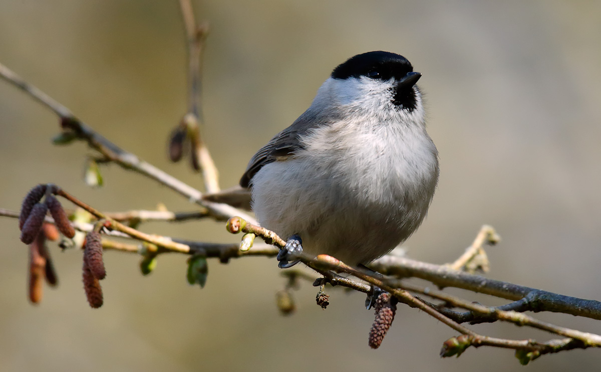 Marsh Tit_J4X0154