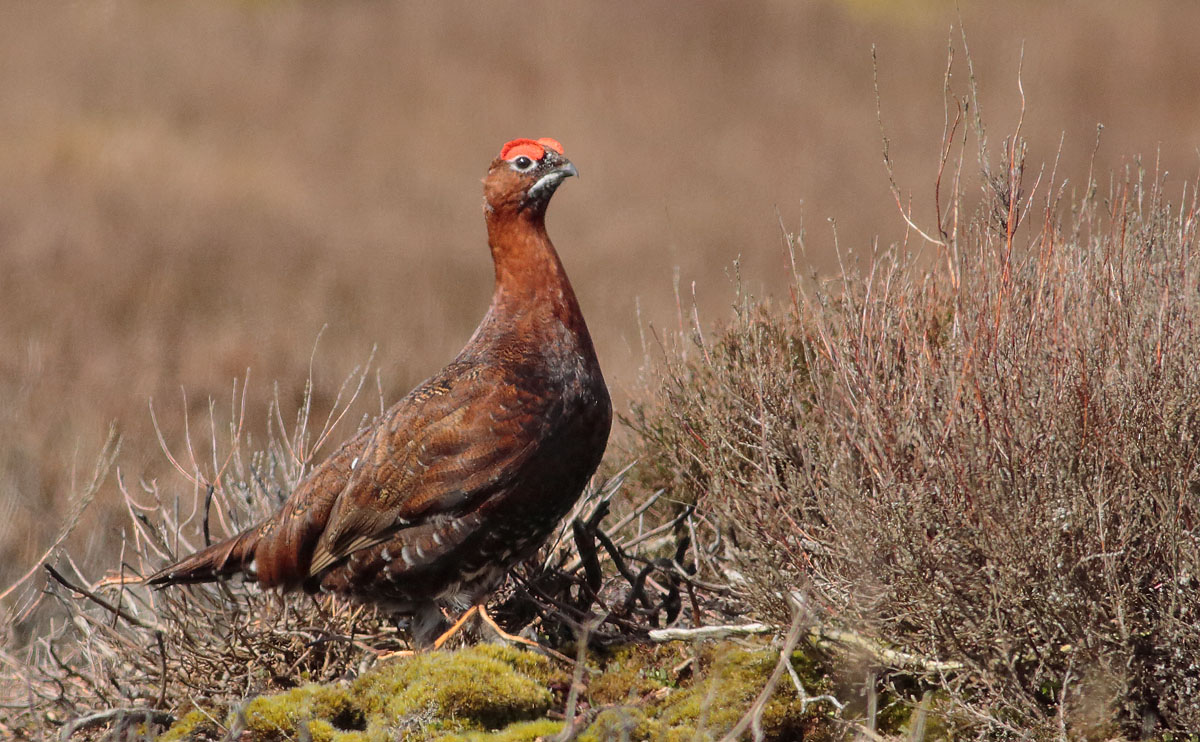 Red Grouse_S1Q3062