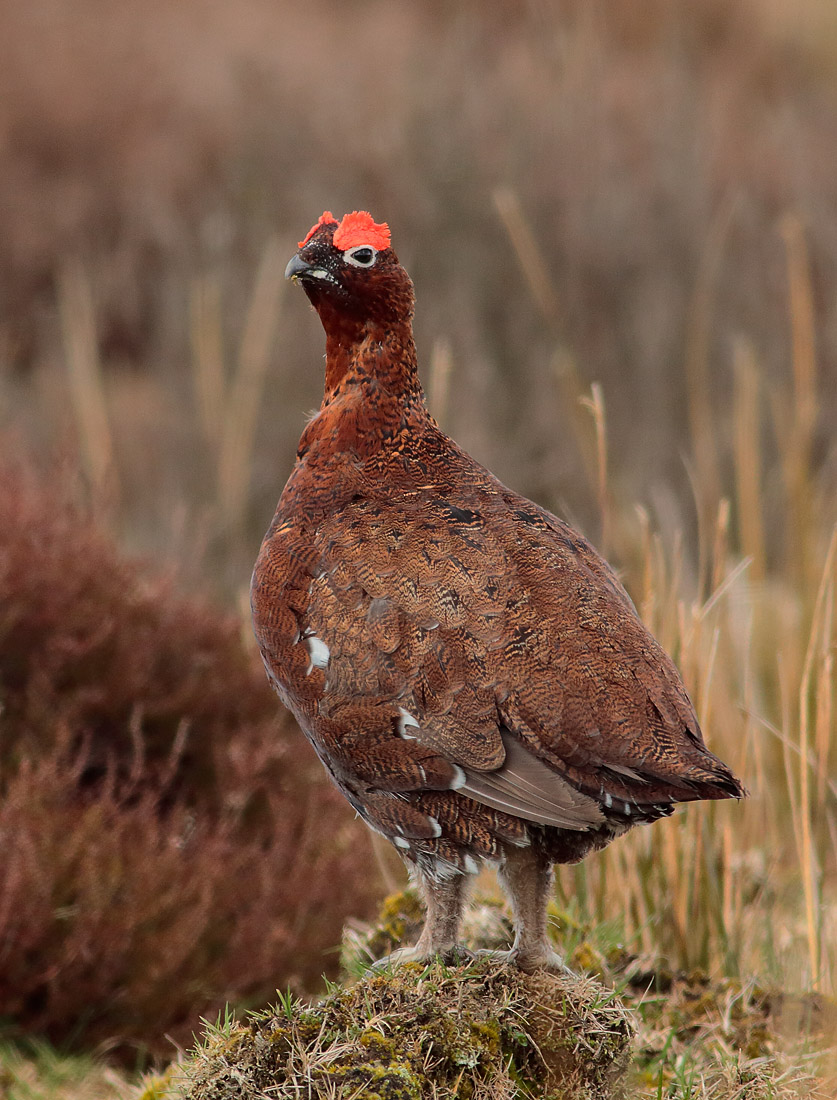 Red Grouse_S1Q3082
