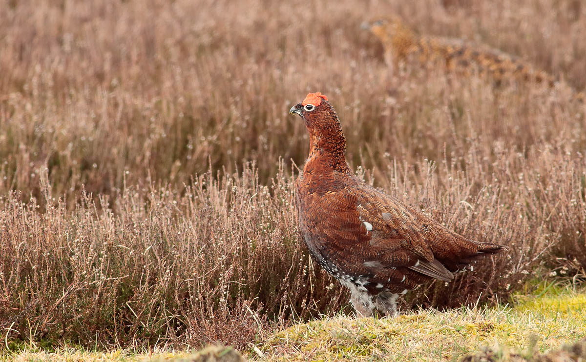 Red Grouse_S1Q3097